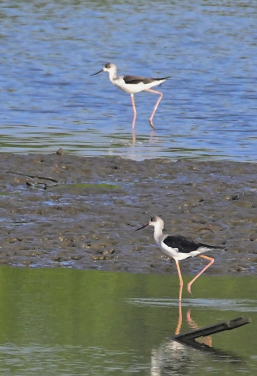 Black-winged Stilt - ML183318971