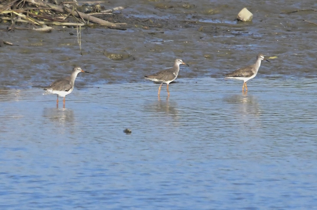 Common Redshank - ML183319181