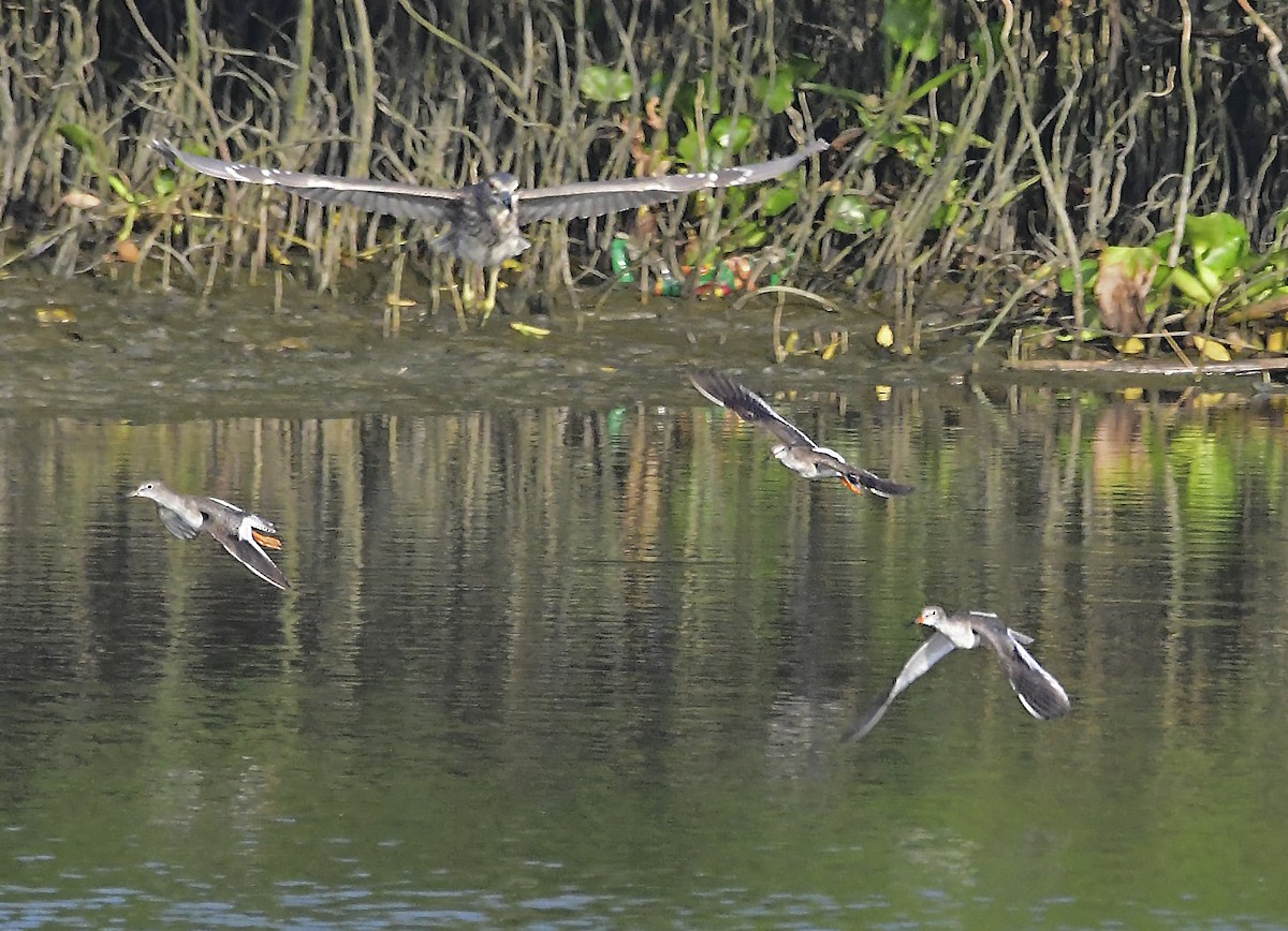 Common Redshank - ML183319311