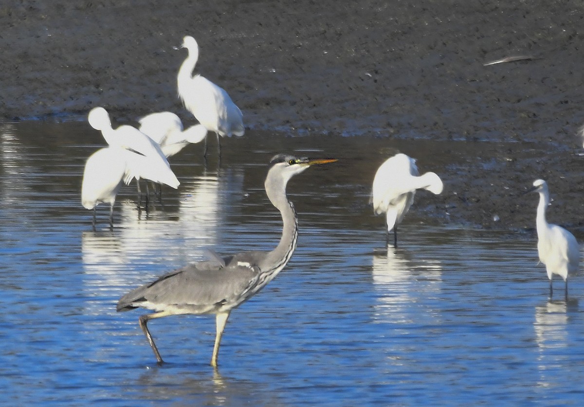 Gray Heron - ML183319481