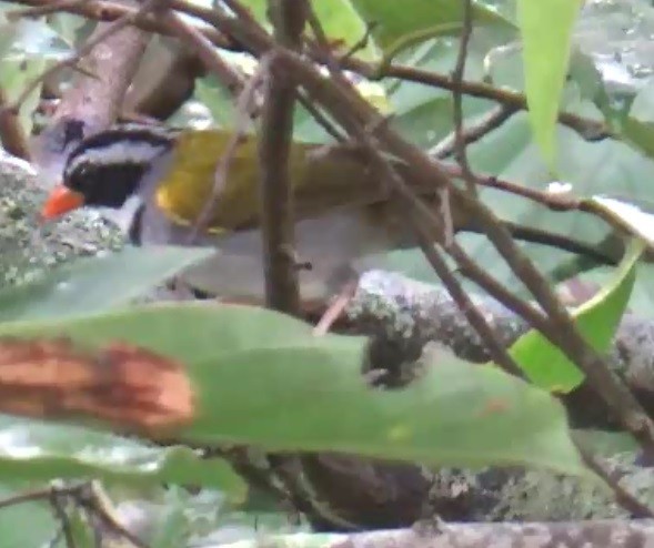 Orange-billed Sparrow - ORLANDO TOBAR VARGAS