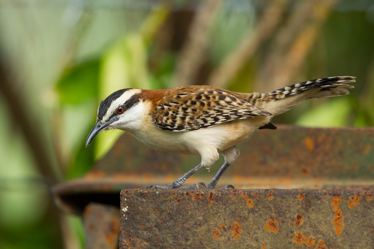 Rufous-backed Wren - ML183320481