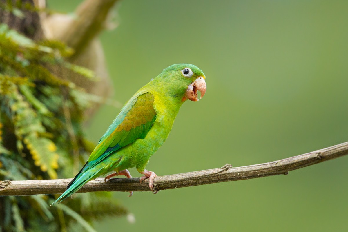 Orange-chinned Parakeet - ML183321421