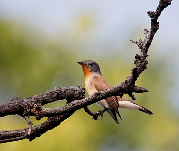 Red-breasted Flycatcher - ML183323541