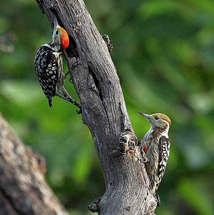 Yellow-crowned Woodpecker - ML183323711