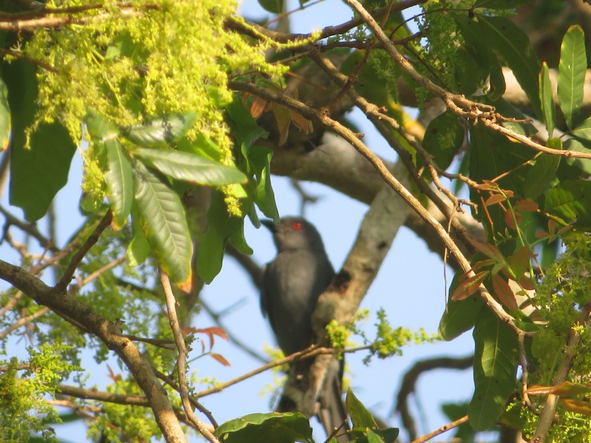 drongo kouřový - ML183324161