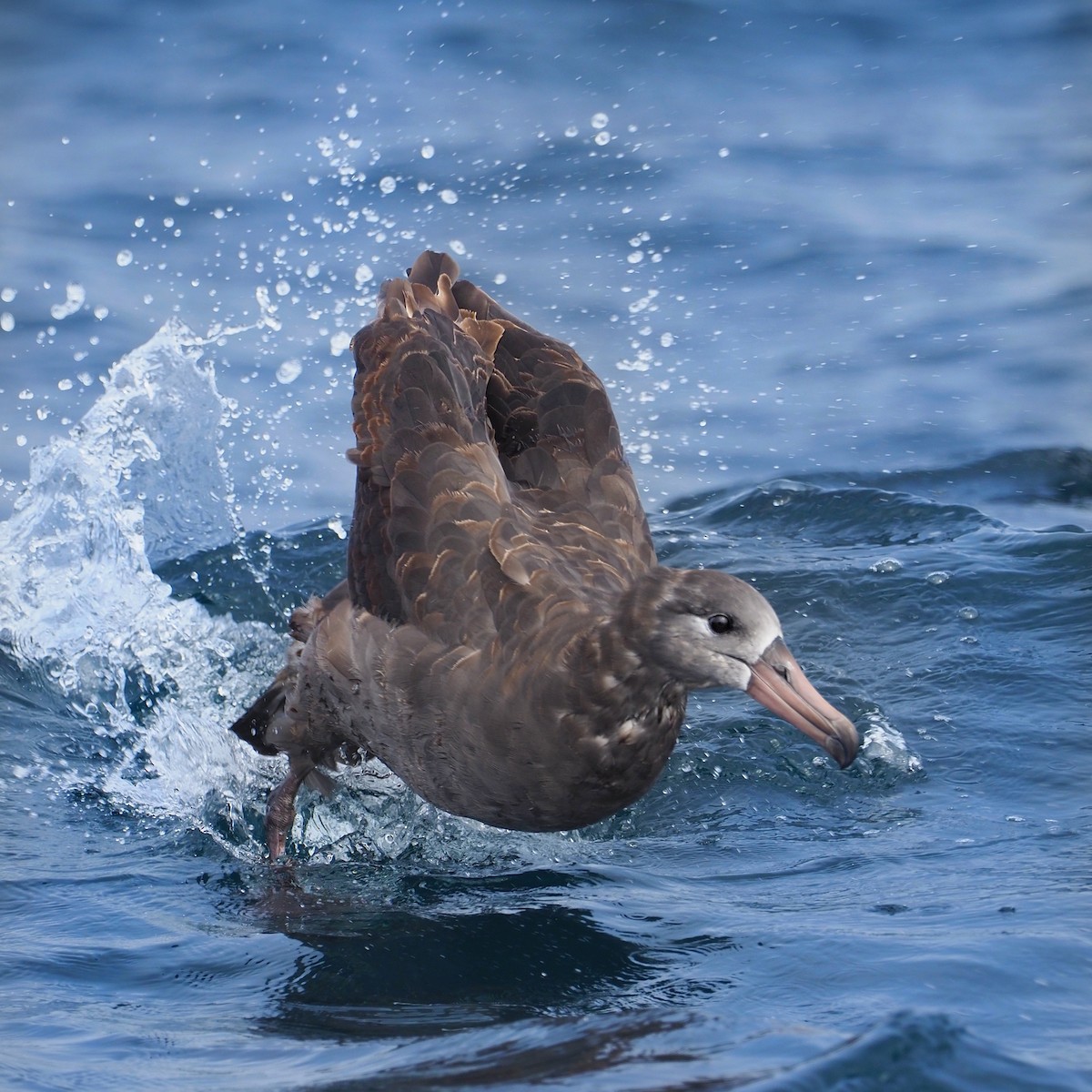 Albatros à pieds noirs - ML183326031