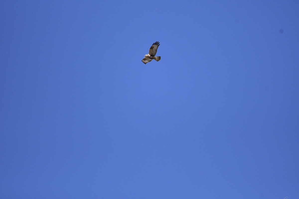 Rough-legged Hawk - ML183327331