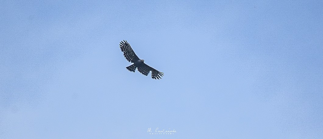 Black Hawk-Eagle - Moisés  Castañeda