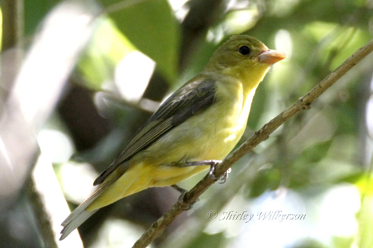 Scarlet Tanager - ML183330621