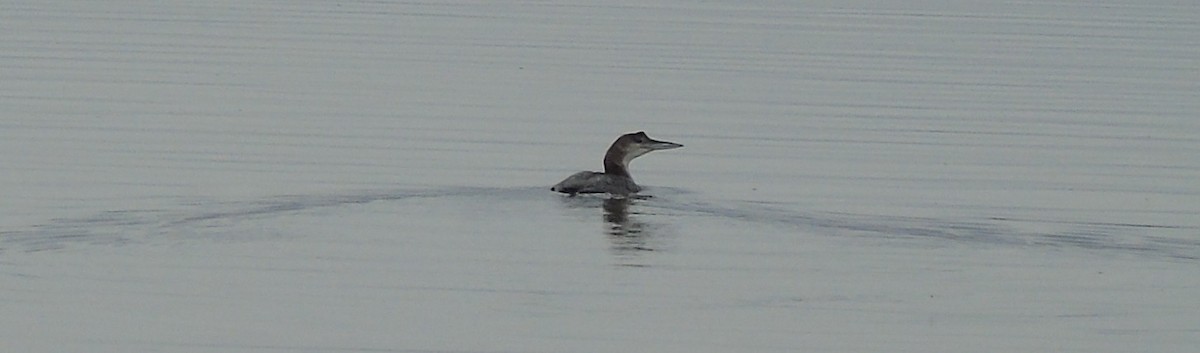 Common Loon - ML183331091