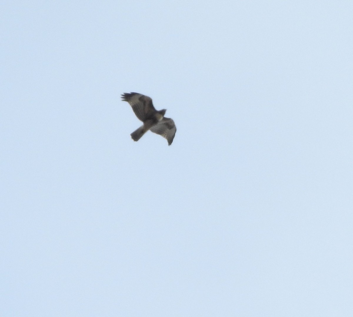 Red-tailed Hawk - ML183332631