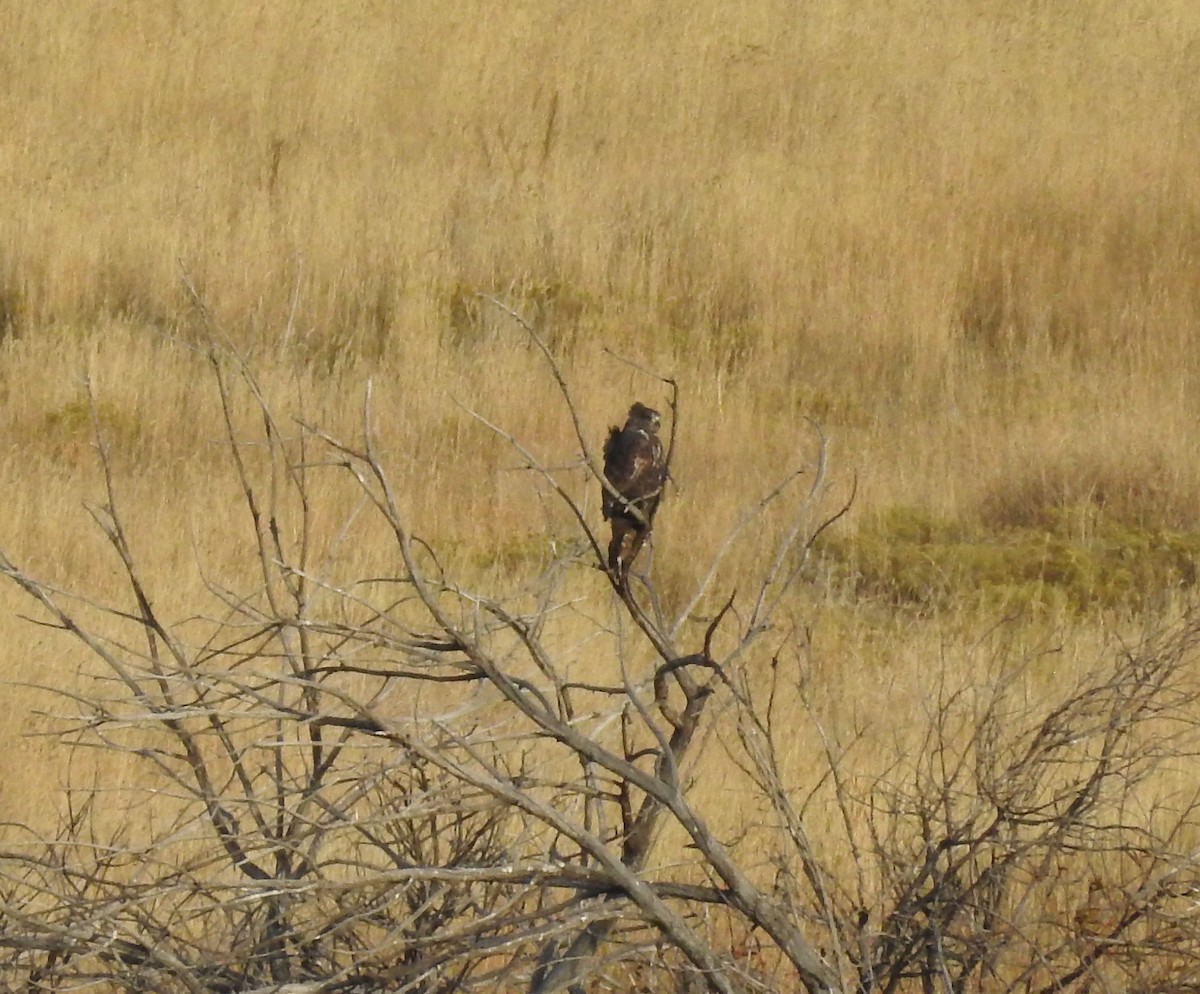 Red-tailed Hawk - ML183332681