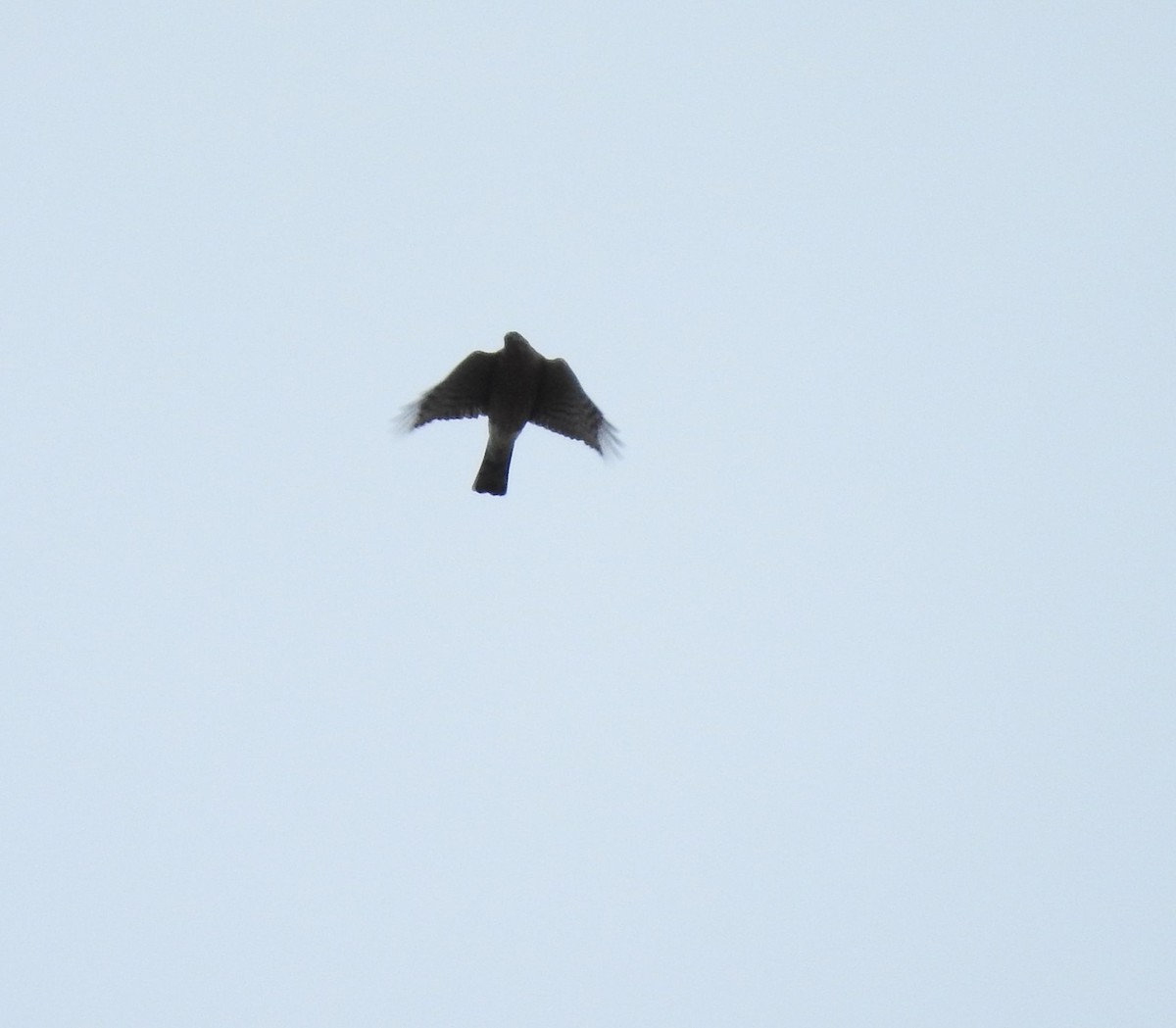 Sharp-shinned Hawk - ML183332741