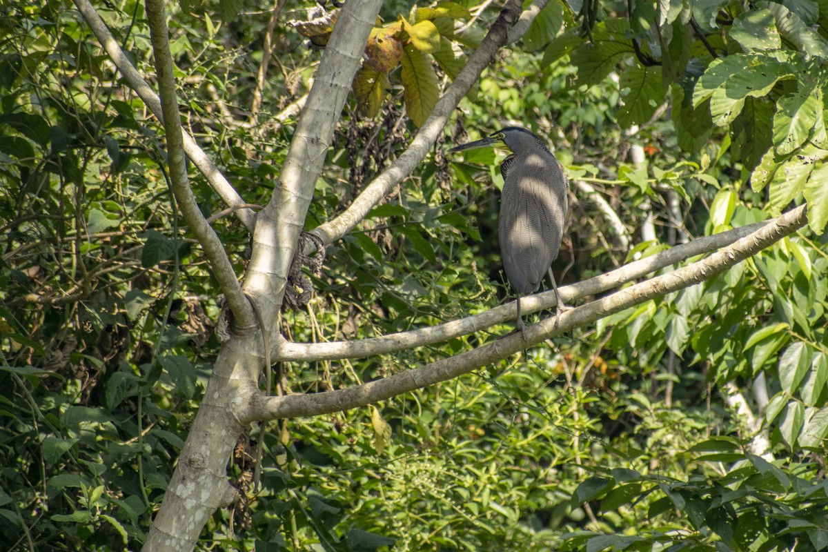 Bare-throated Tiger-Heron - ML183333891