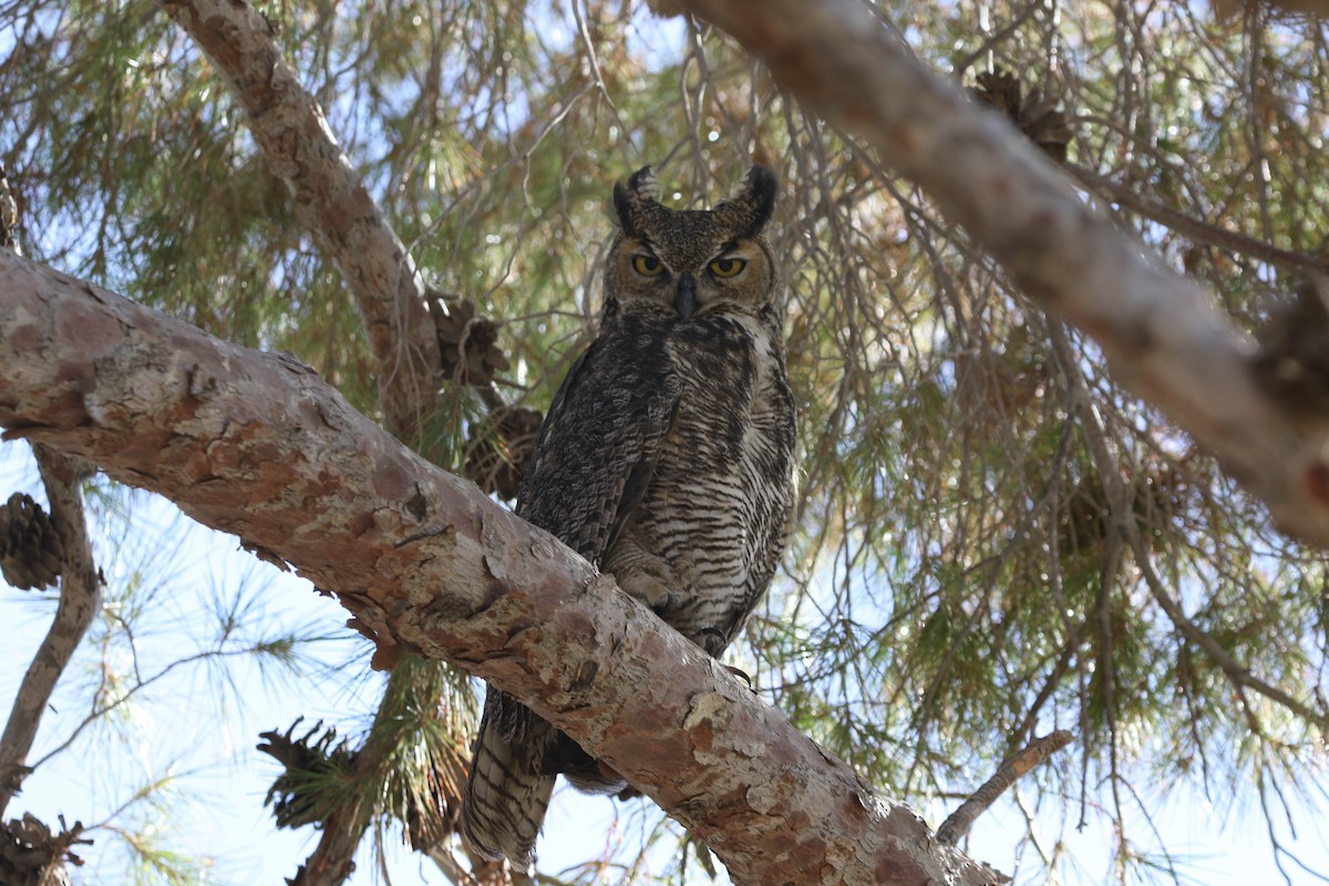 Great Horned Owl - ML183334351