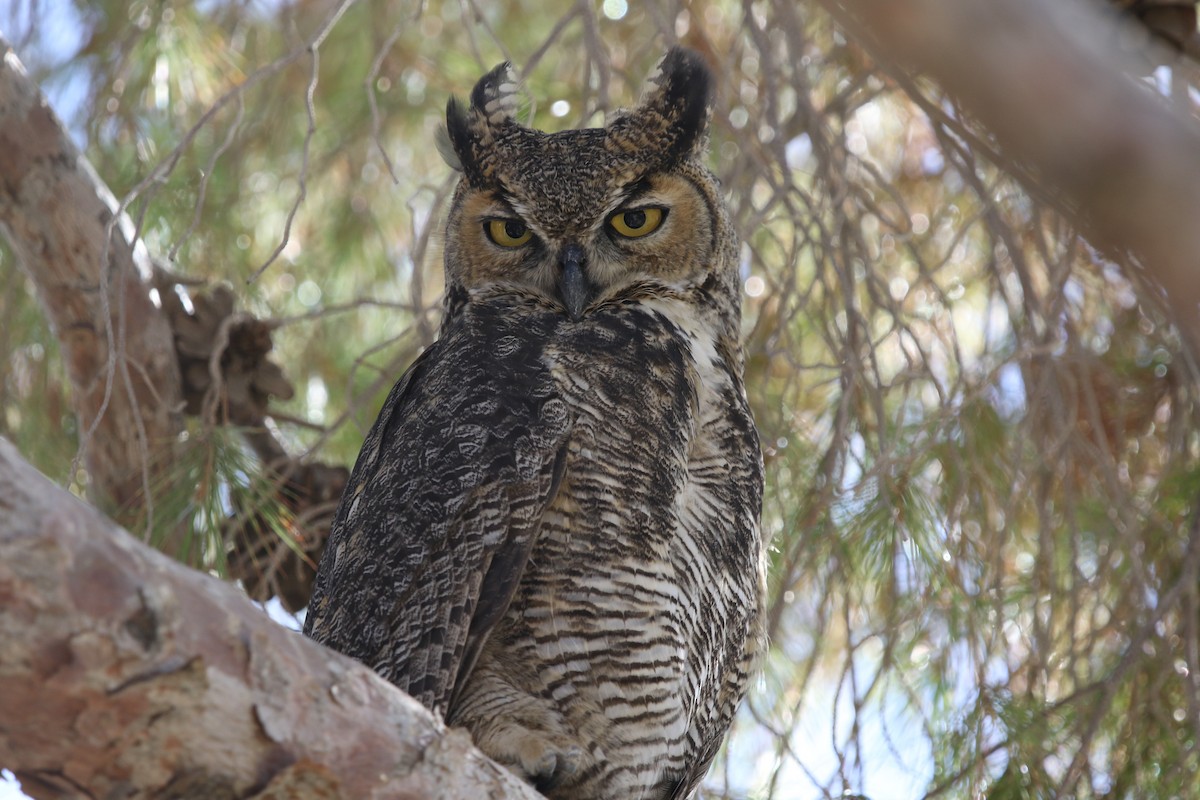 Great Horned Owl - ML183334431
