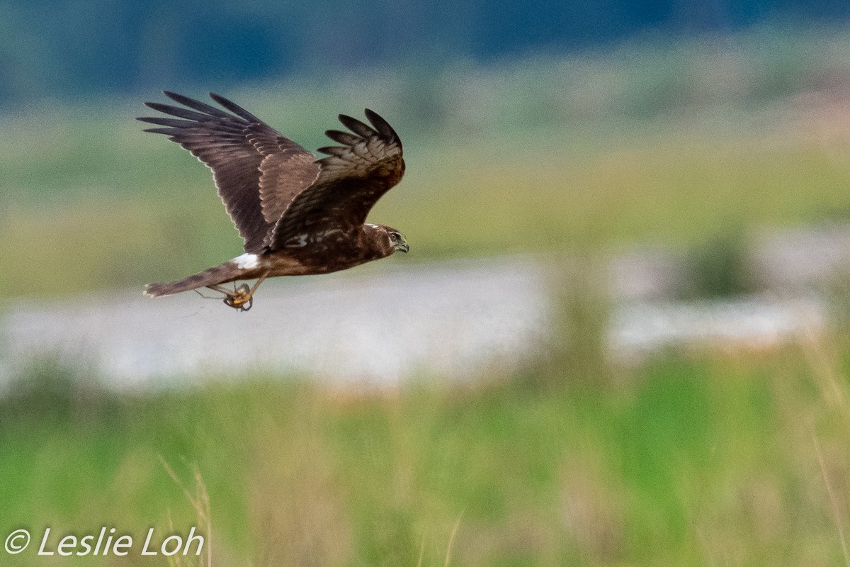 Pied Harrier - ML183335111