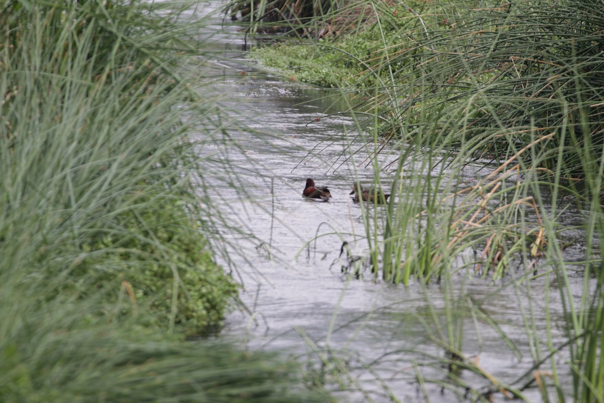 Cinnamon Teal - Ben Limle