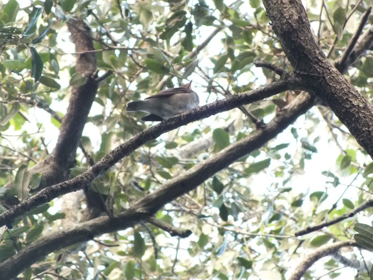 Swainson's Thrush - ML183337981