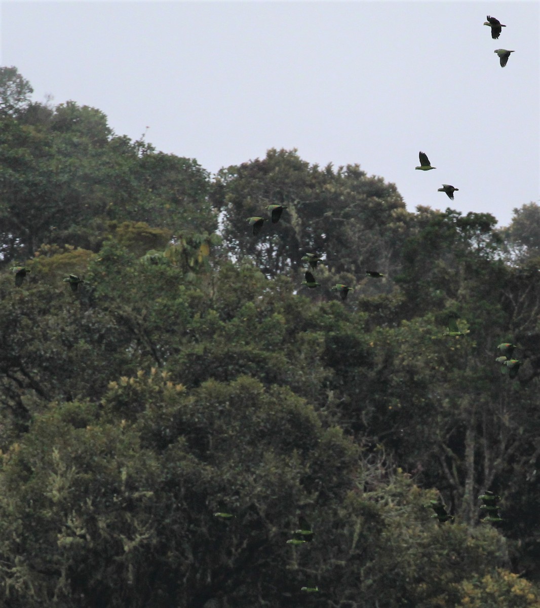 Scaly-naped Parrot - Ben Limle