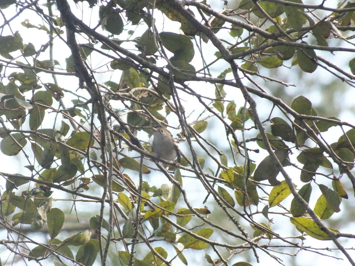 Chestnut-sided Warbler - ML183338891