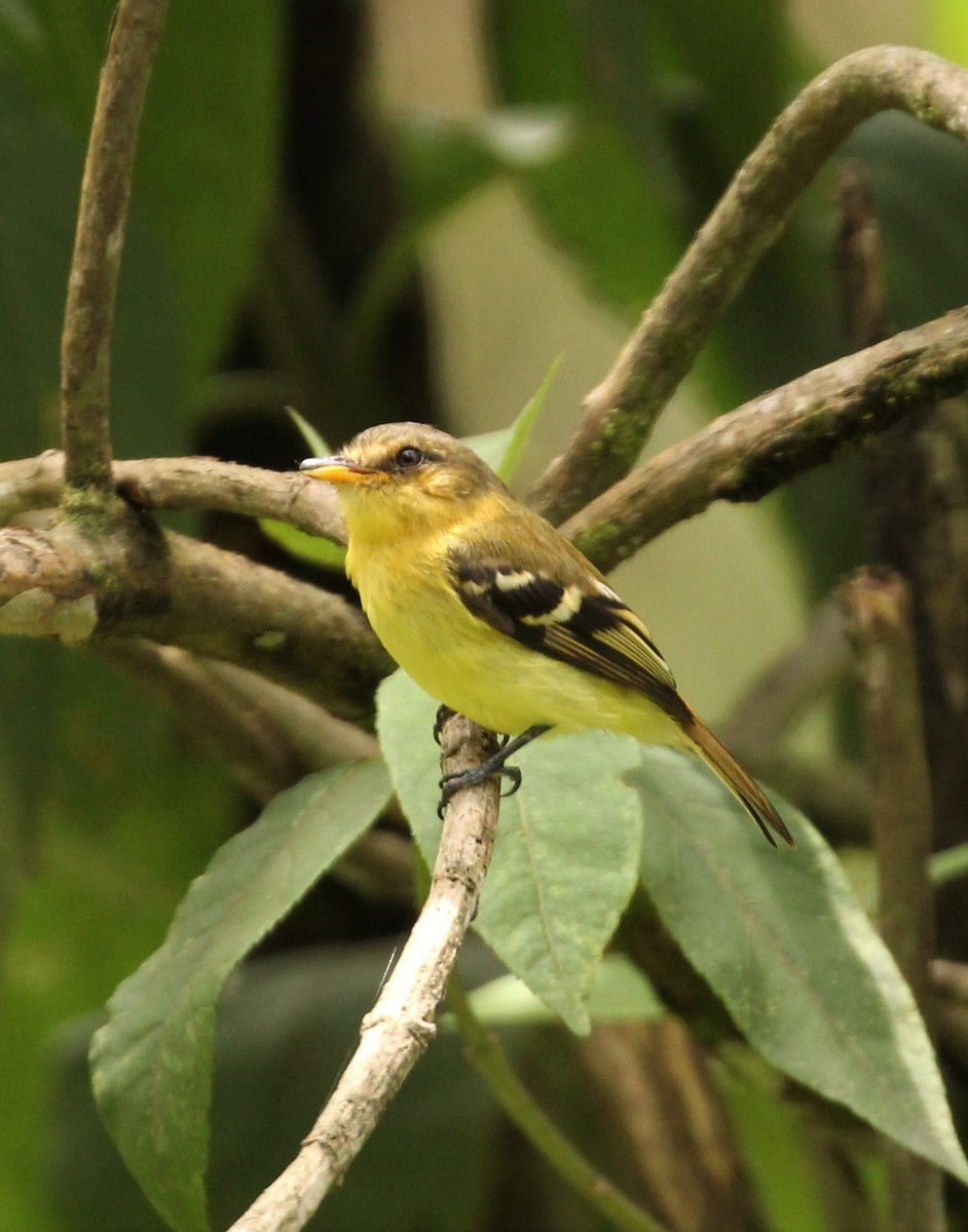 Handsome Flycatcher - ML183341691