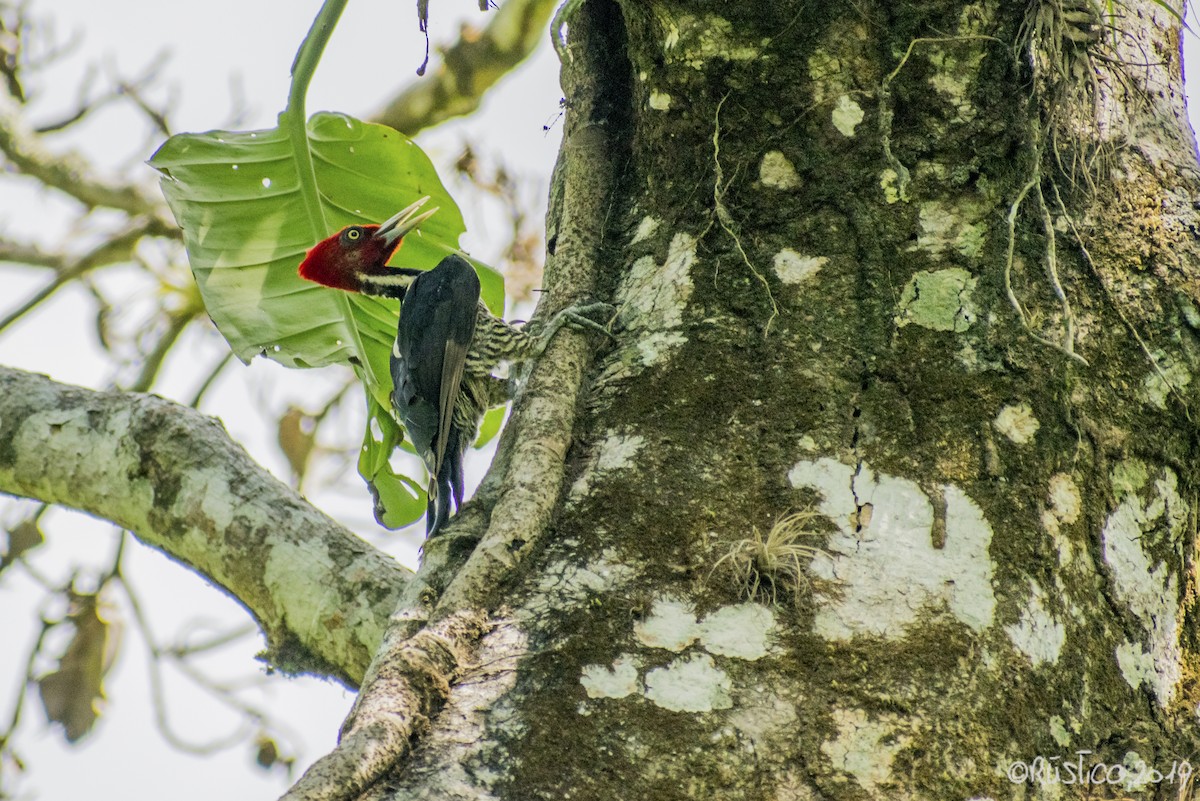 Pale-billed Woodpecker - Esteban Delgado García