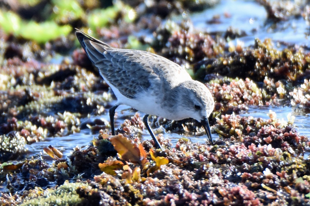 rødstrupesnipe - ML183349961