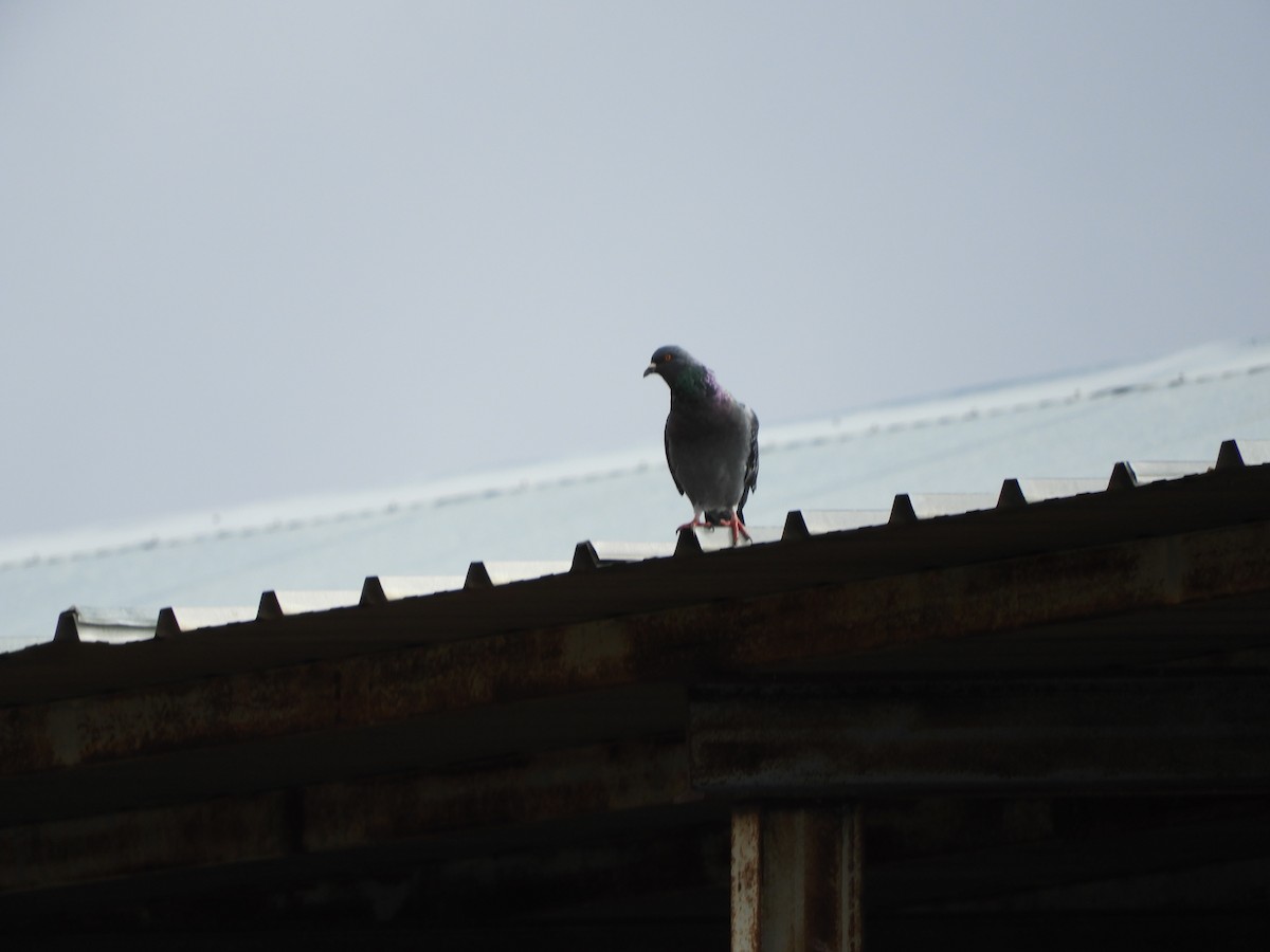 Rock Pigeon - Ricardo Bedia