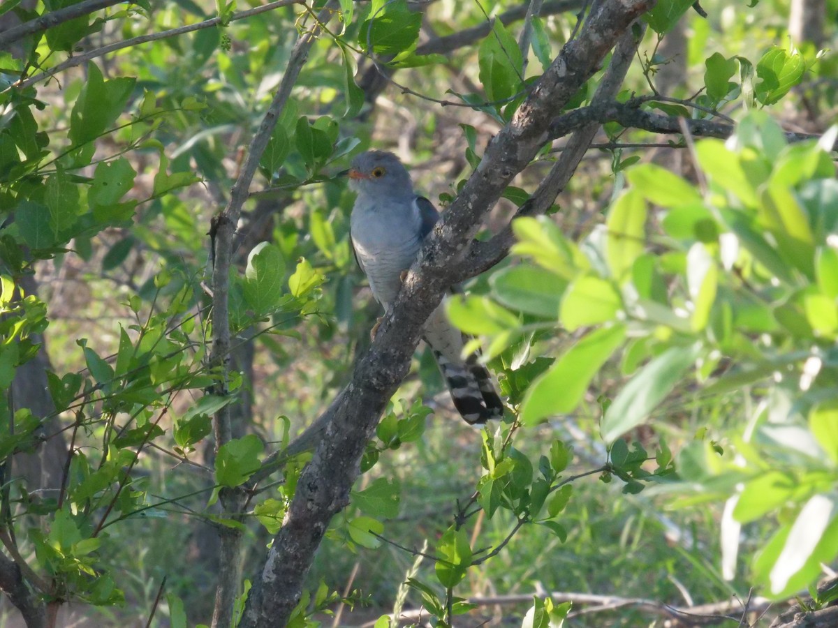 African Cuckoo - ML183350451