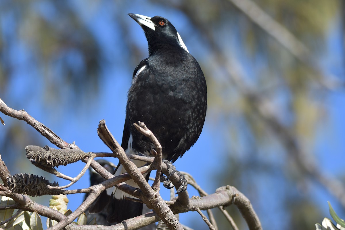 Australian Magpie - Peter & Shelly Watts