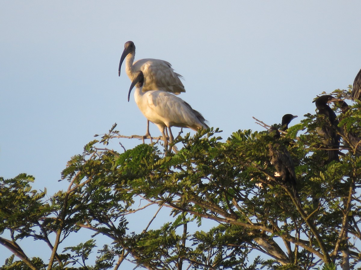 Ibis à tête noire - ML183351061