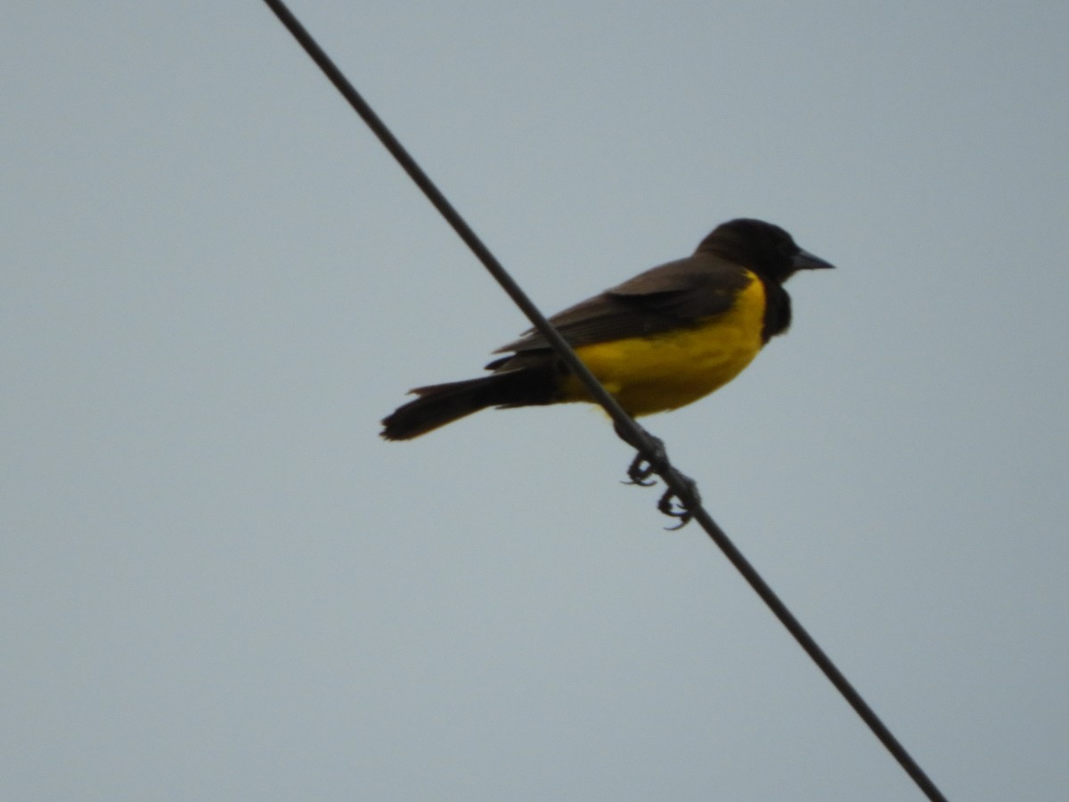 Yellow-rumped Marshbird - ML183352331