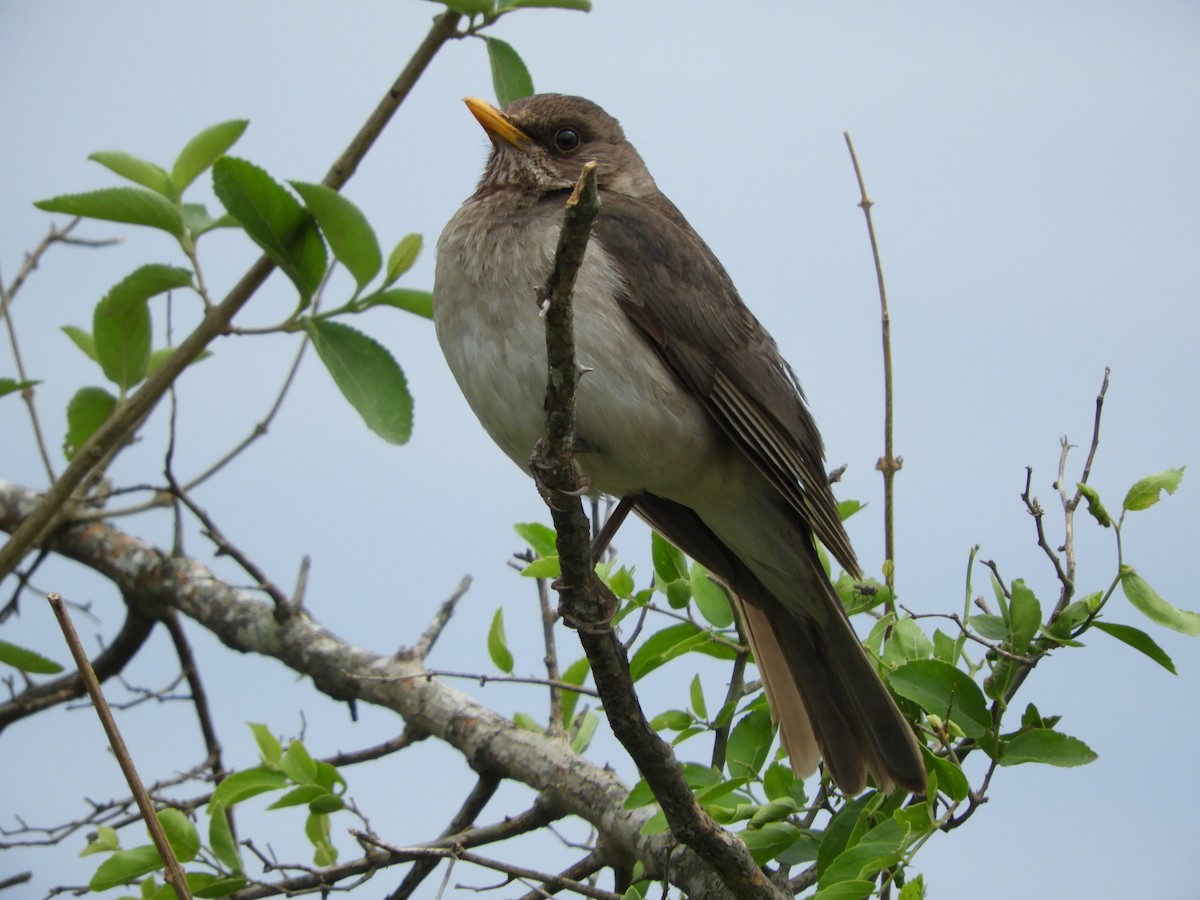 Creamy-bellied Thrush - Silvia Enggist