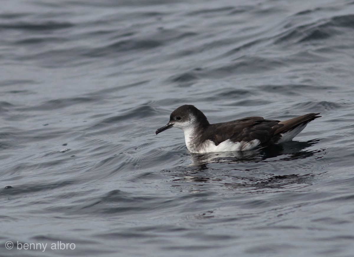 Manx Shearwater - ML183353691