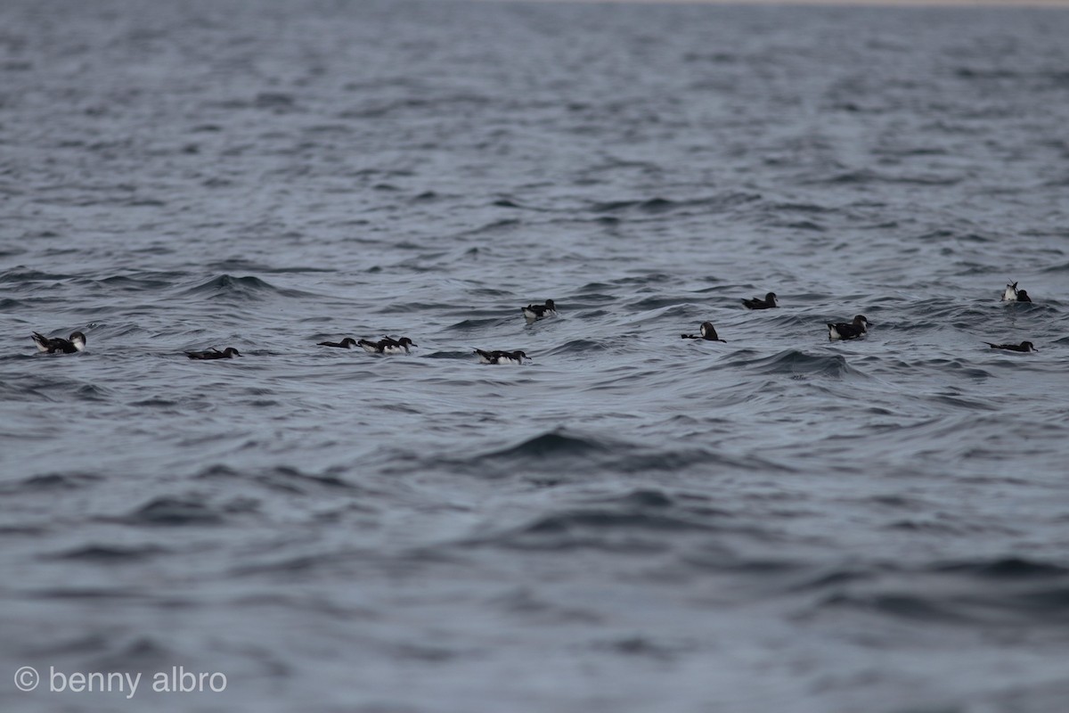 Manx Shearwater - ML183353711