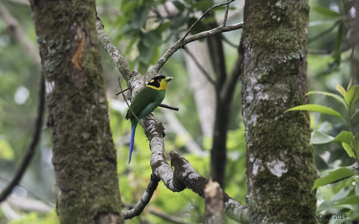 Long-tailed Broadbill - Sandip Das