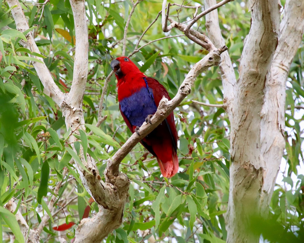 Papuan Eclectus - ML183356951