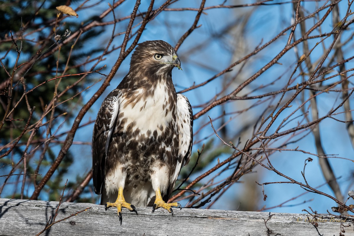 Red-tailed Hawk - ML183357251