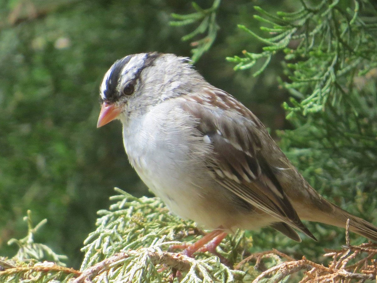 Bruant à couronne blanche - ML183359971