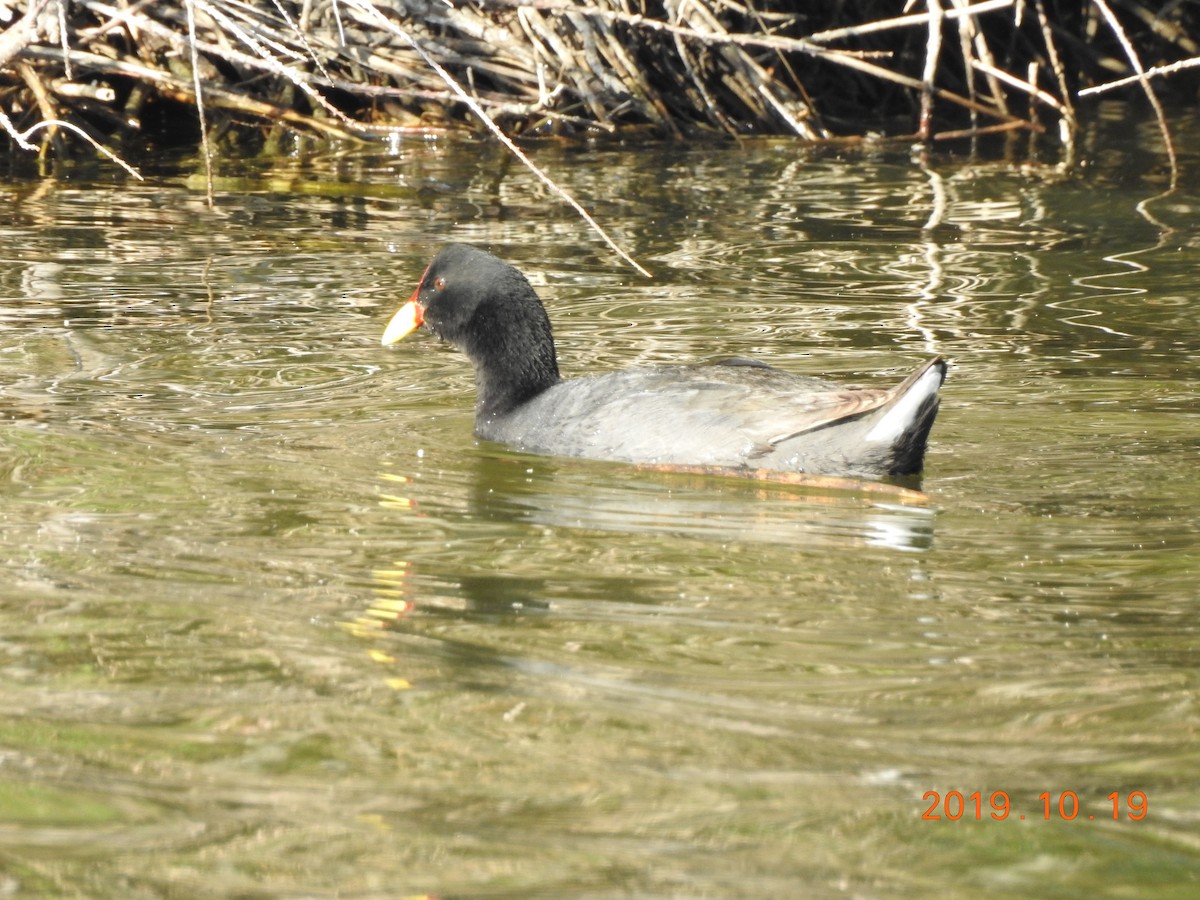 Red-fronted Coot - ML183360591