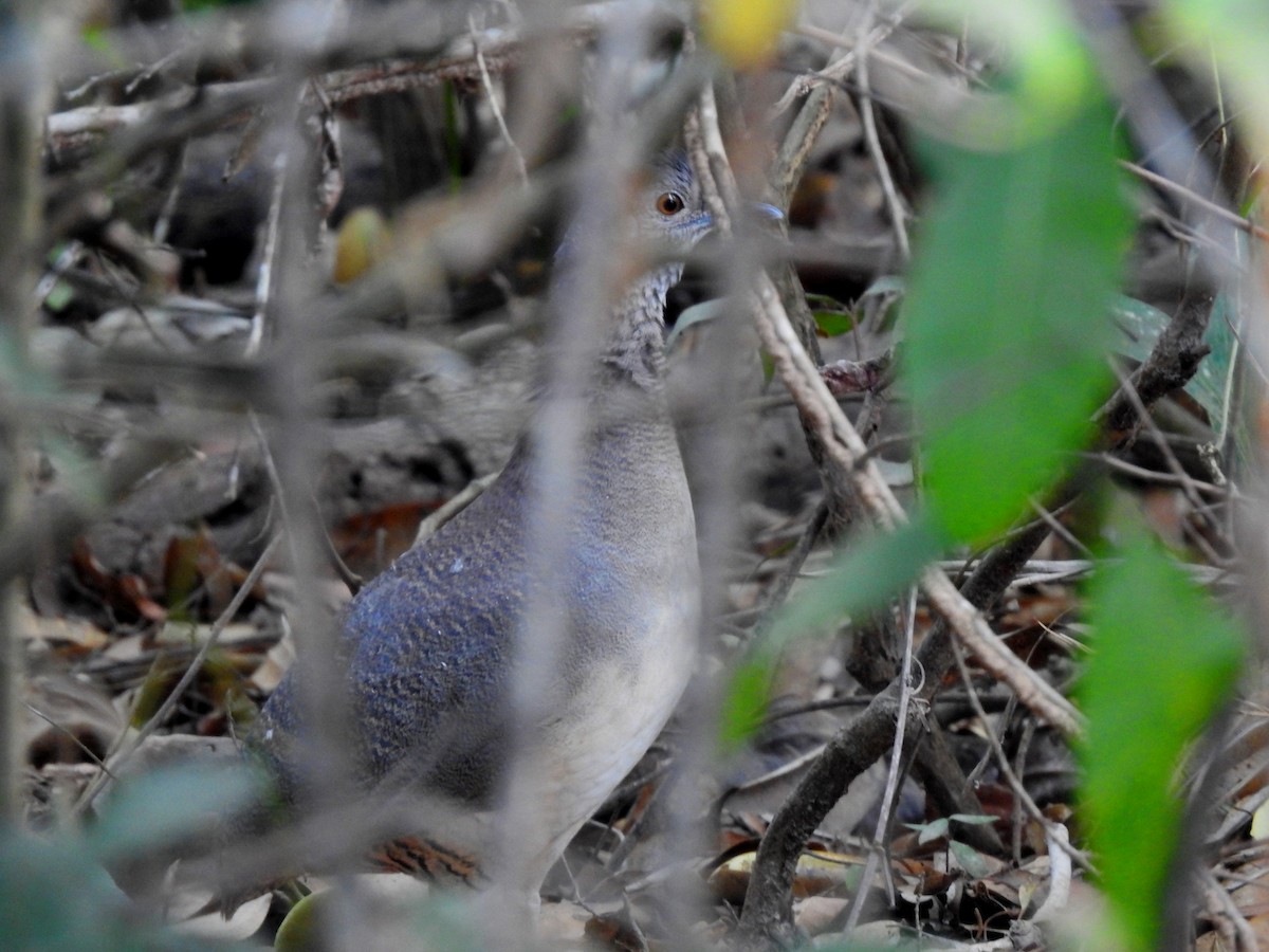 Undulated Tinamou - Mark Smiles