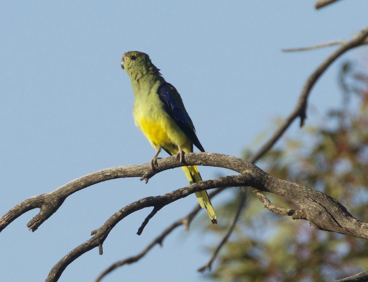 Blue-winged Parrot - ML183361361