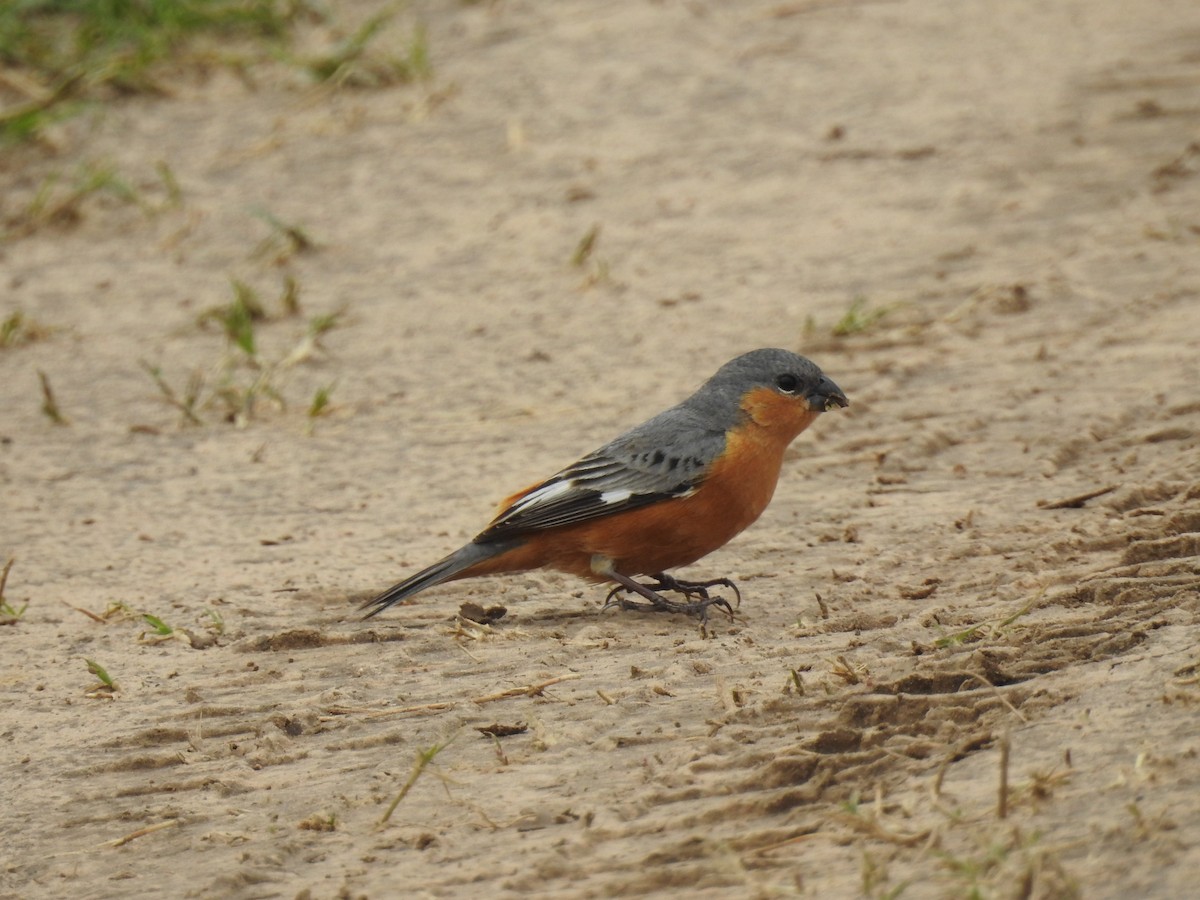 Tawny-bellied Seedeater - ML183362021