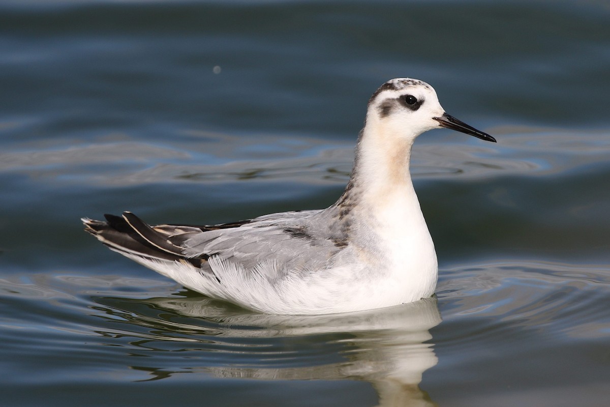 Red Phalarope - ML183365121