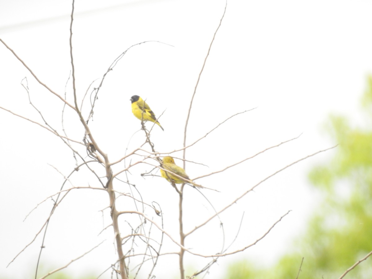 Hooded Siskin - ML183365641