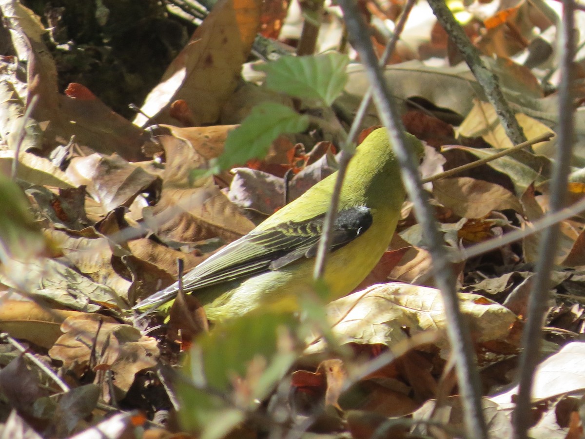 Scarlet Tanager - ML183365711