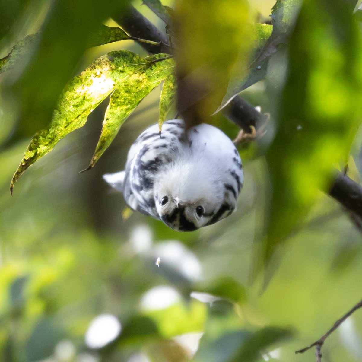 Black-and-white Warbler - ML183366271