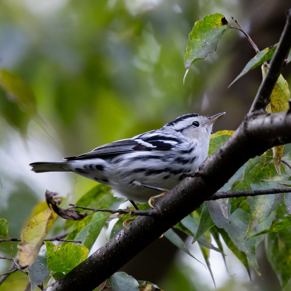 Black-and-white Warbler - ML183366281